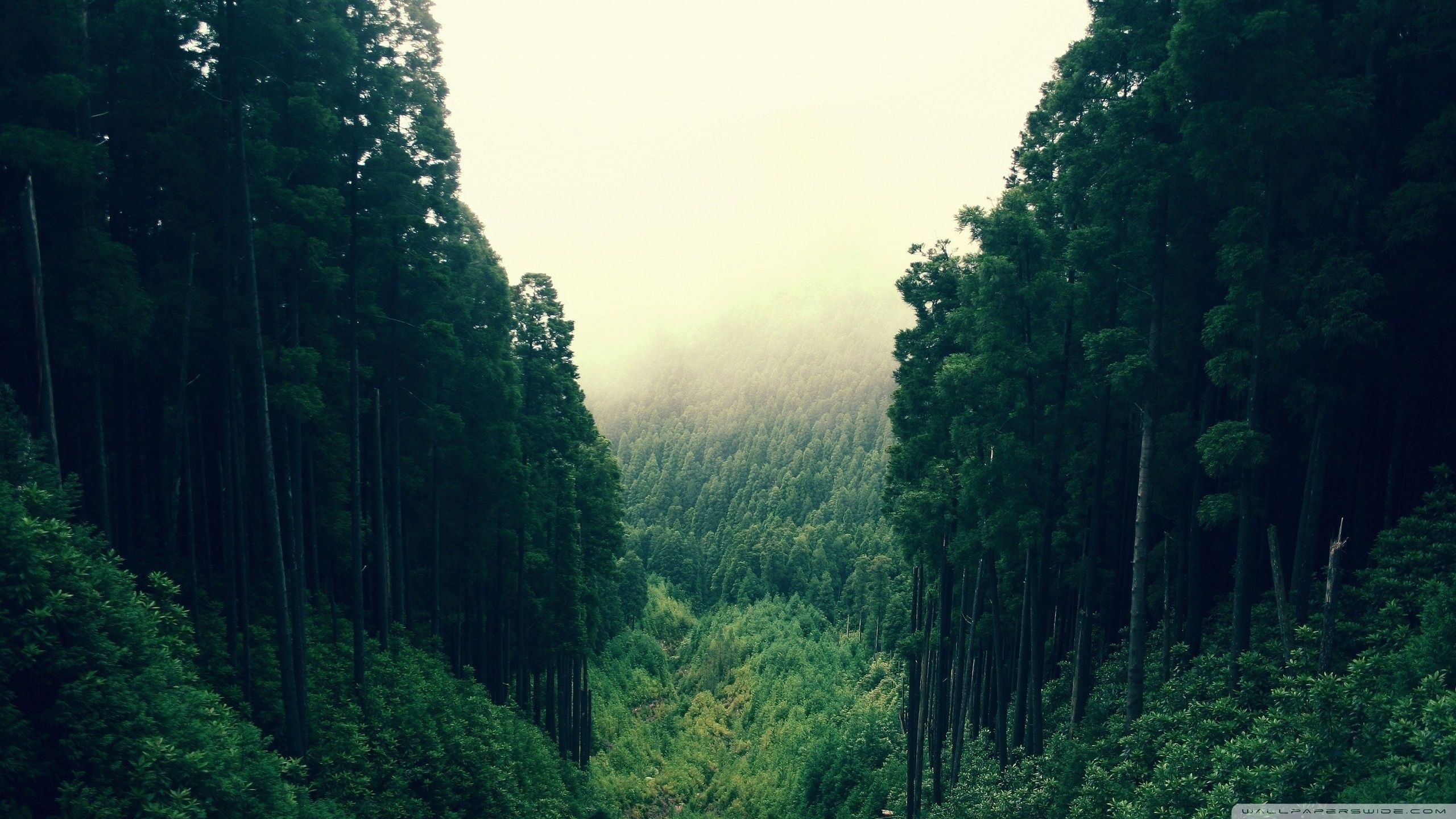Detail Forest Background Hd Nomer 39