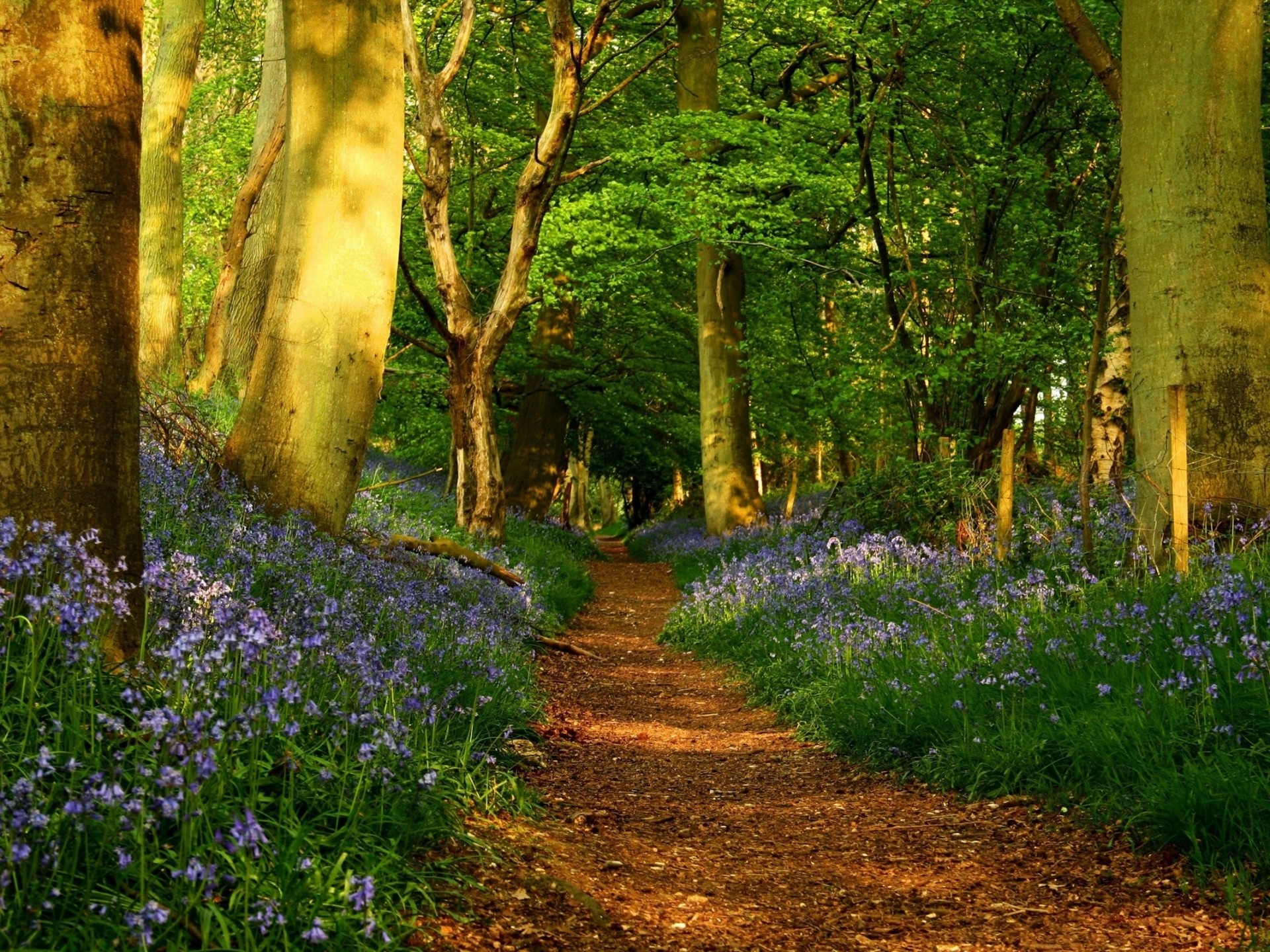 Detail Forest Background Hd Nomer 43