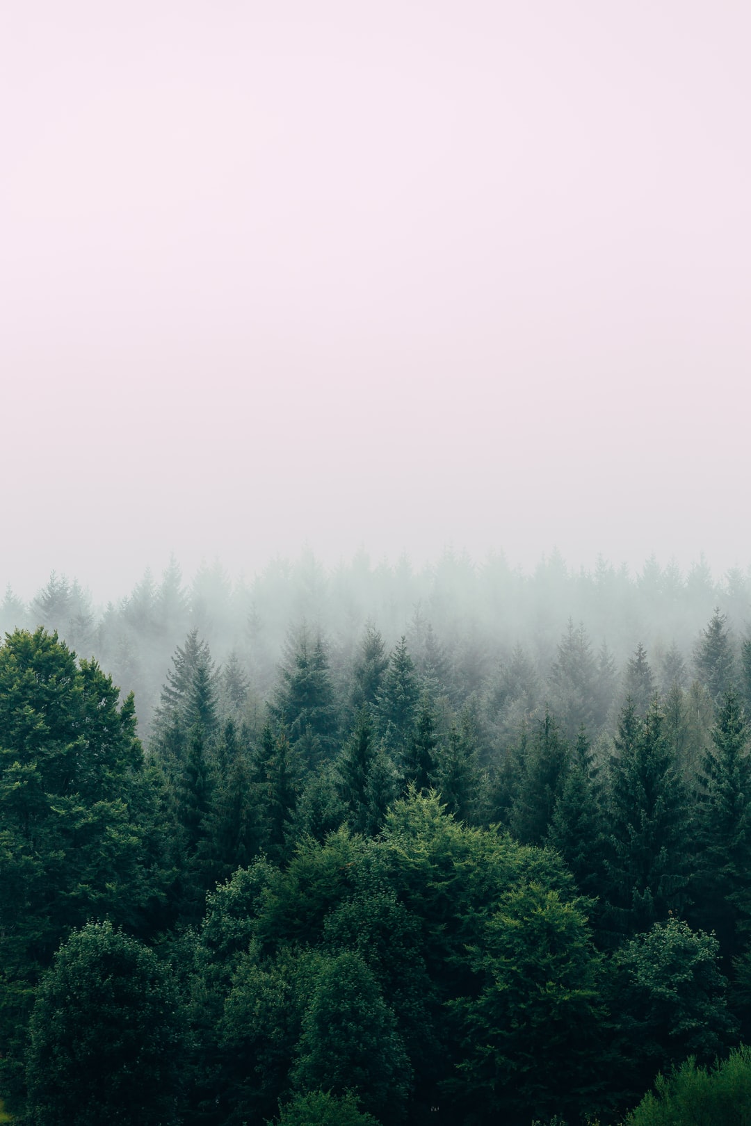 Detail Forest Background Hd Nomer 44