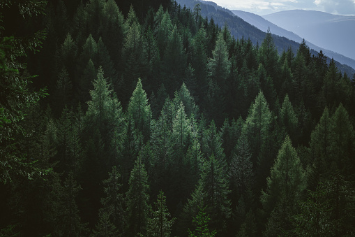 Detail Forest Background Hd Nomer 48