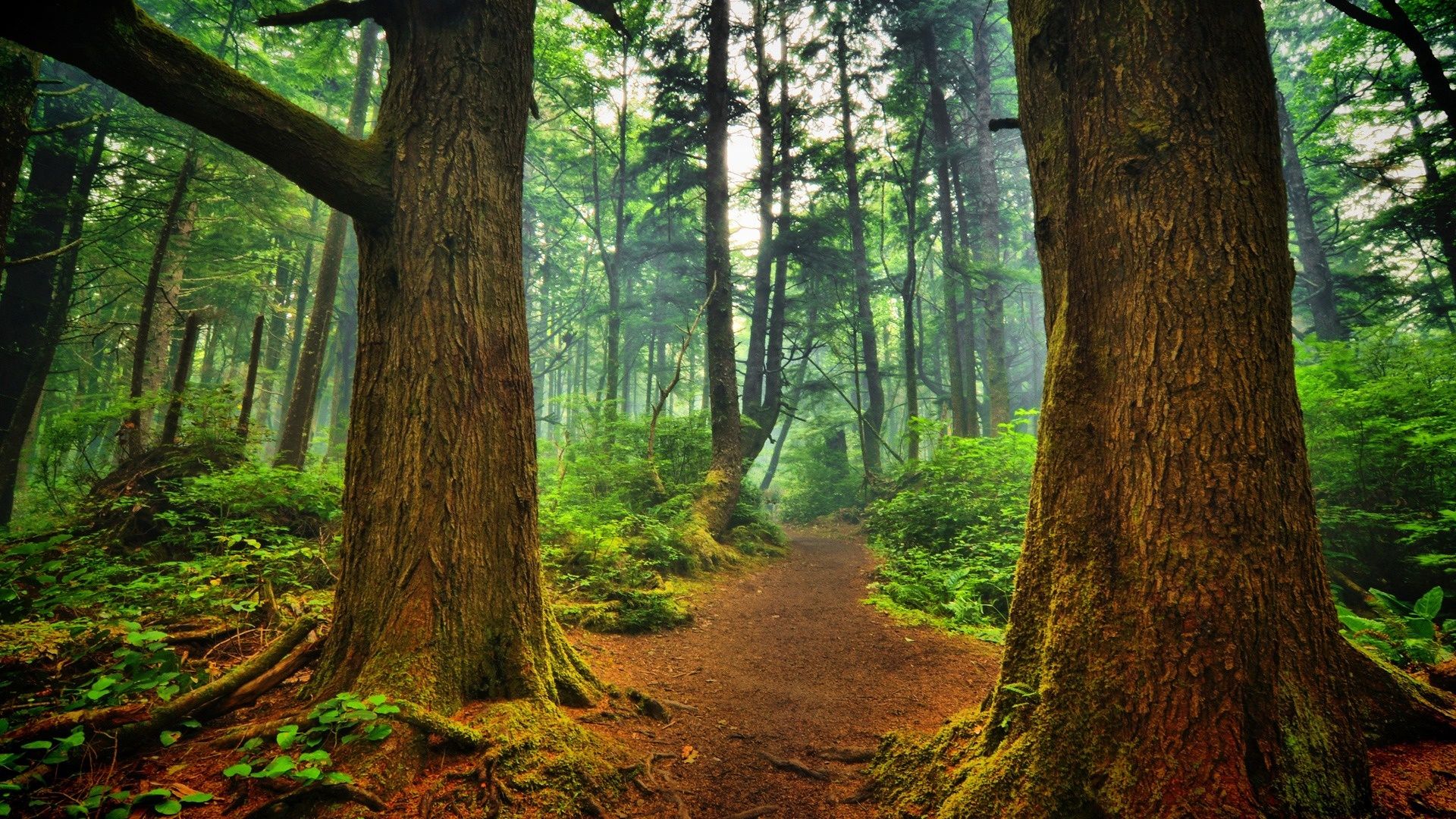 Detail Forest Background Hd Nomer 10