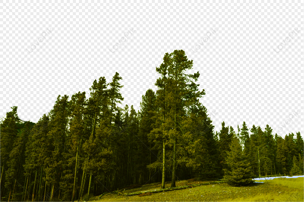 Detail Forest Background Png Nomer 12