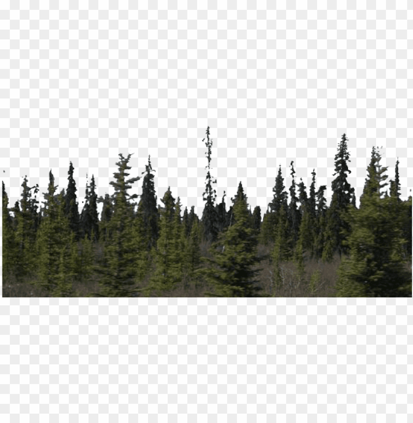 Detail Forest Background Png Nomer 6