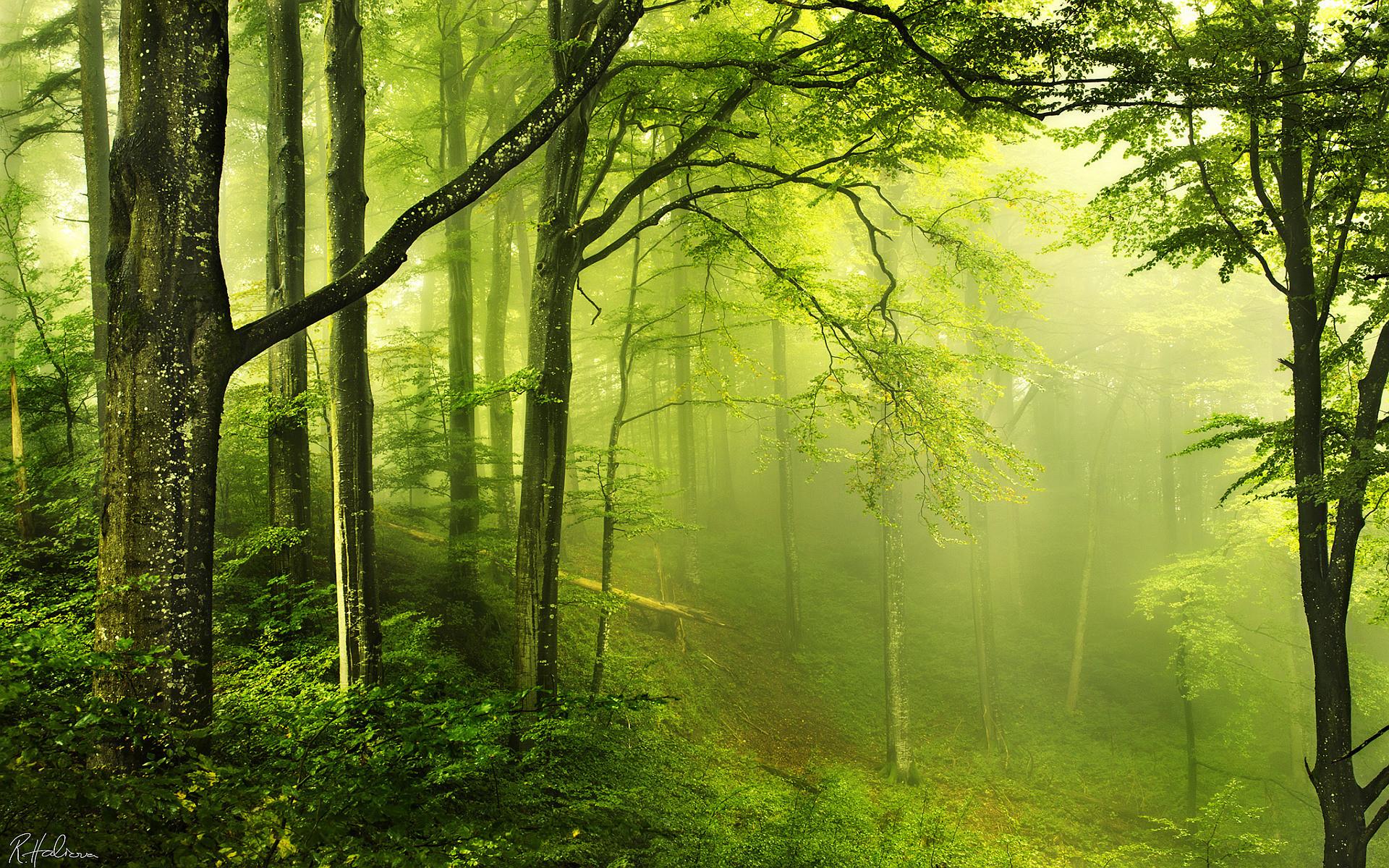 Detail Forest Live Wallpaper Nomer 14