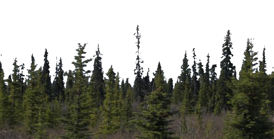 Detail Forest Png Background Nomer 21