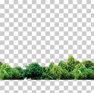 Detail Forest Png Background Nomer 23