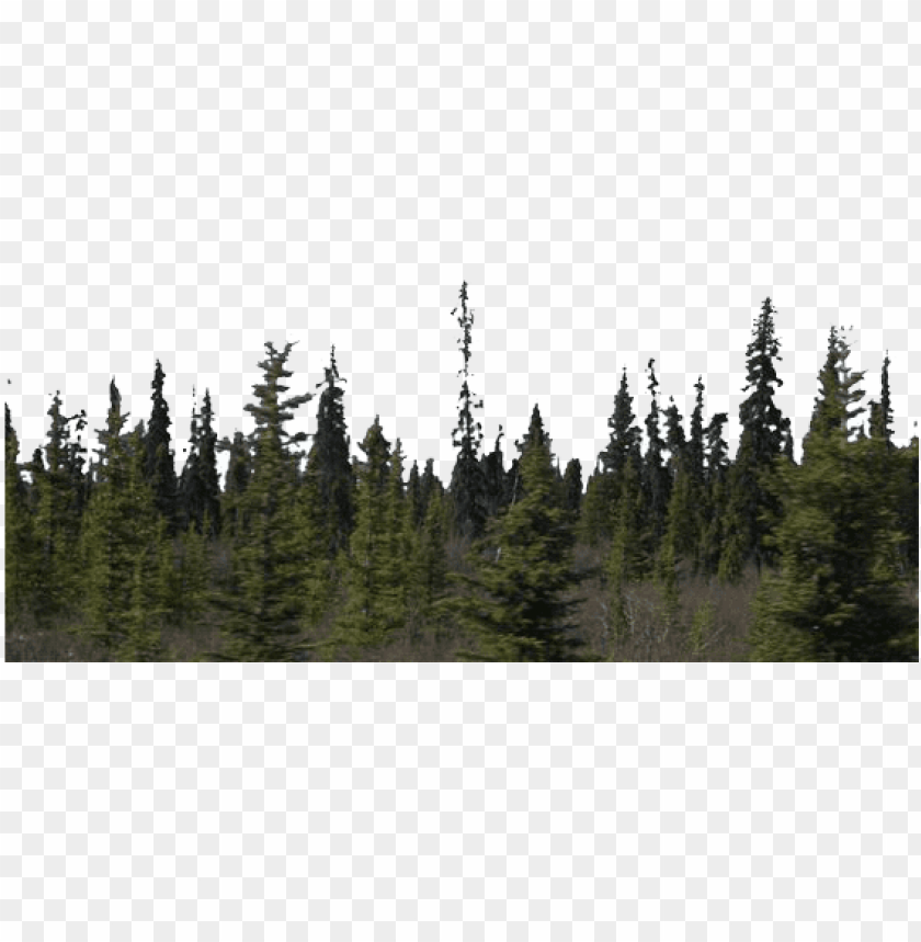 Detail Forest Png Background Nomer 4