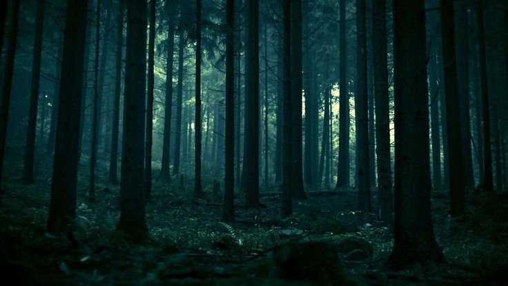 Detail Forest Wallpaper Hd 1080p Nomer 18