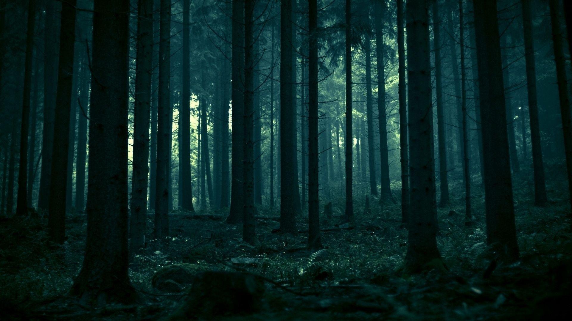 Detail Forest Wallpaper Hd 1080p Nomer 24