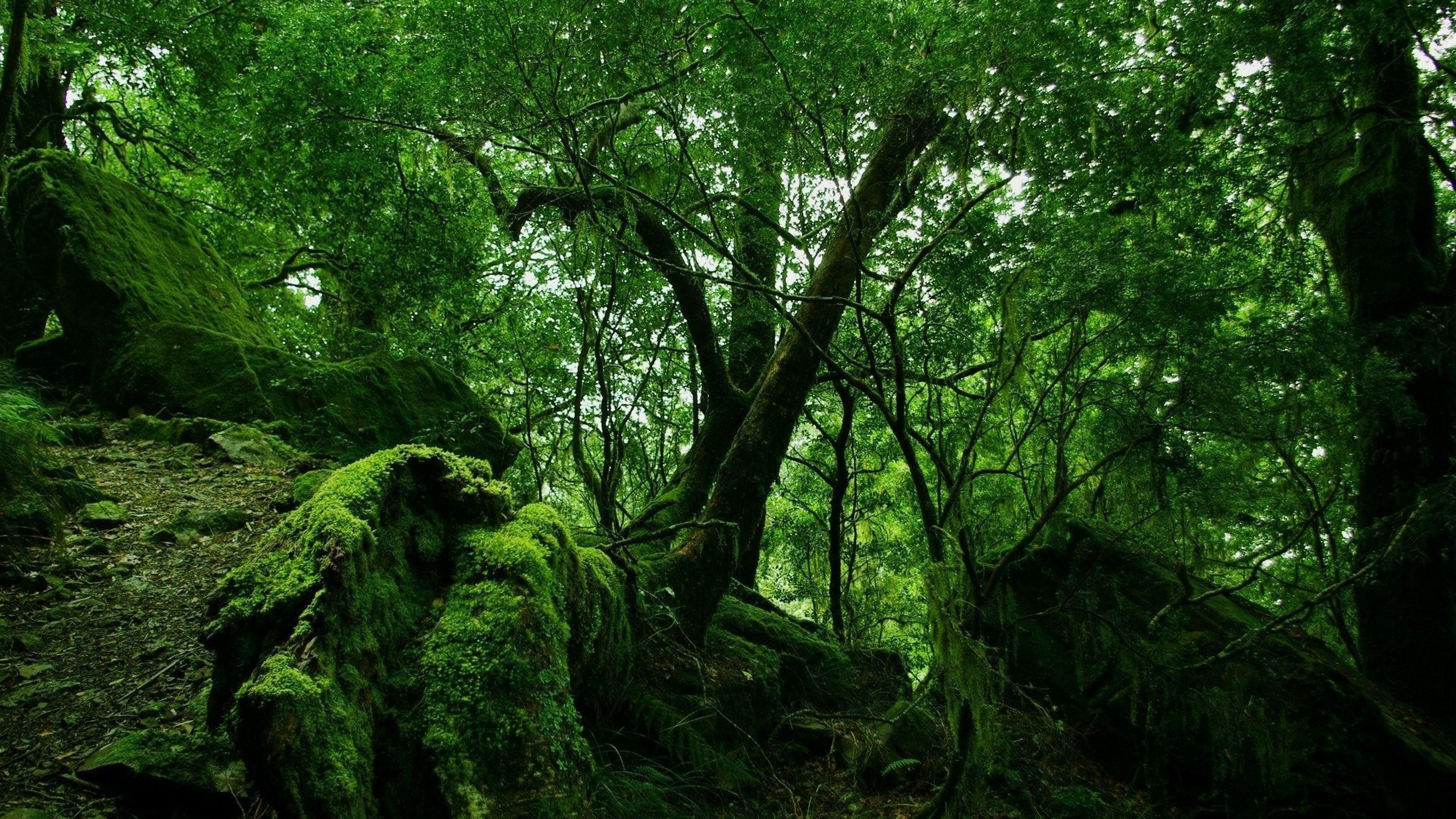 Detail Forest Wallpaper Hd 1080p Nomer 37