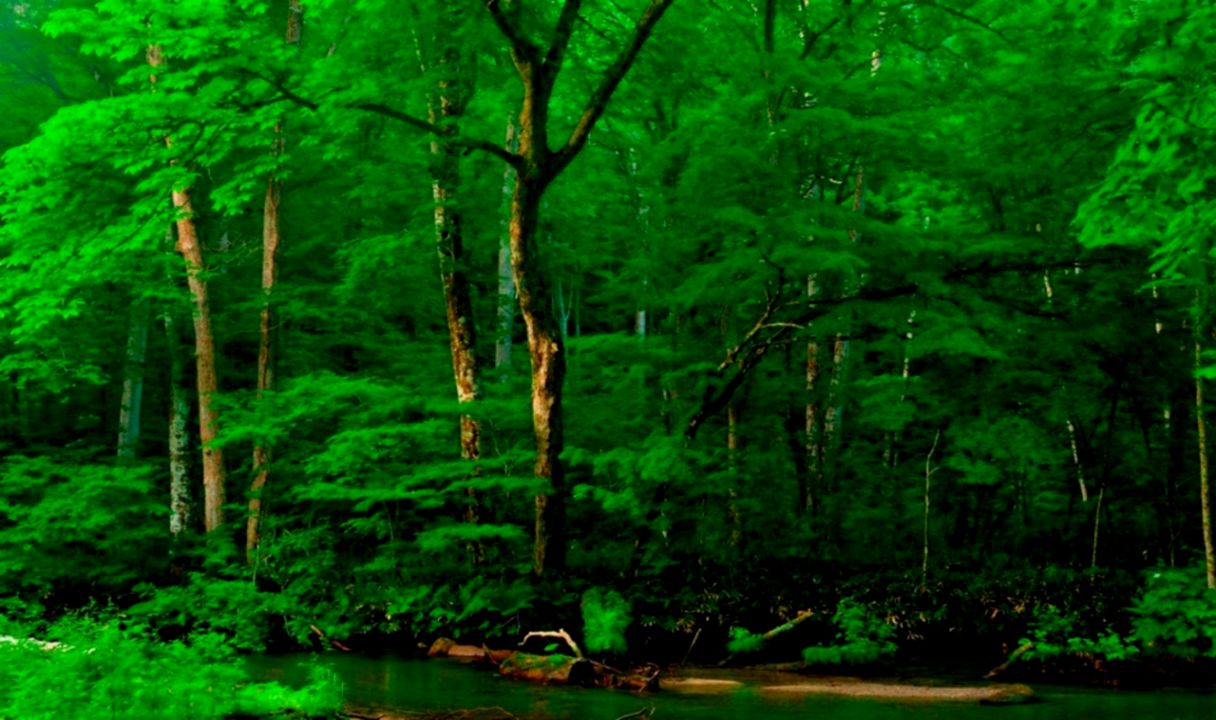 Detail Forest Wallpaper Hd 1080p Nomer 45