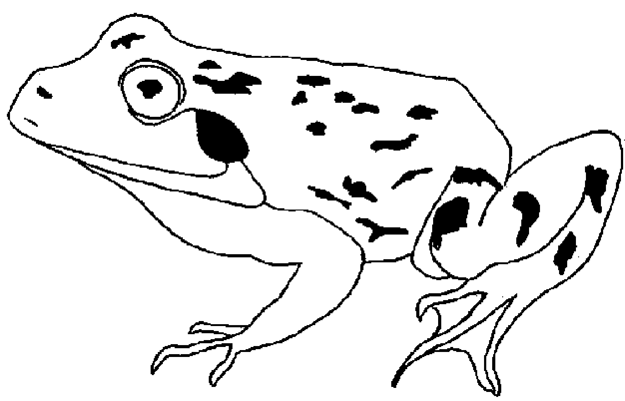 Detail Frosch Zeichnen Vorlage Koleksi Nomer 11