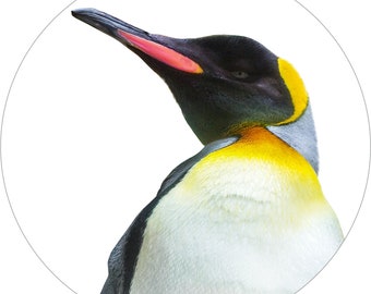 Detail Pinguin Kuss Nomer 23