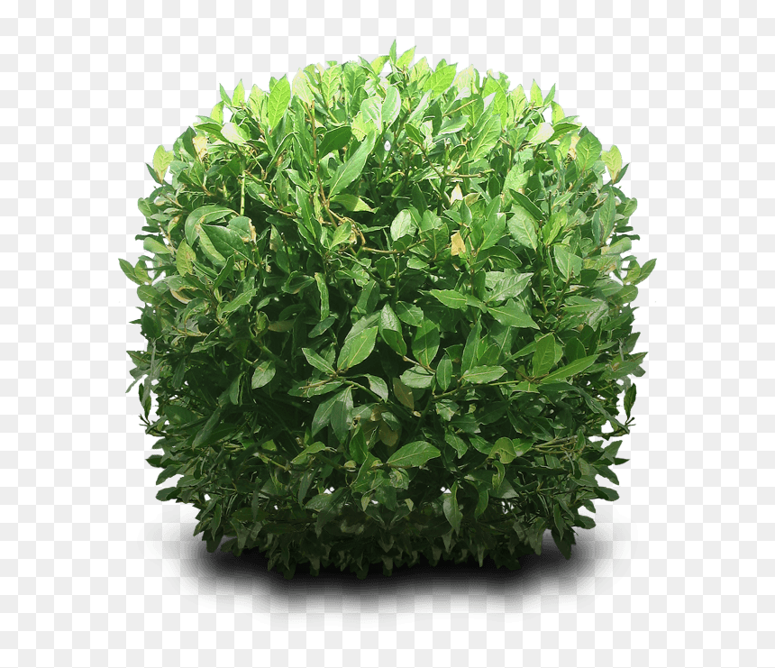 Detail Fortnite Bush Transparent Nomer 24