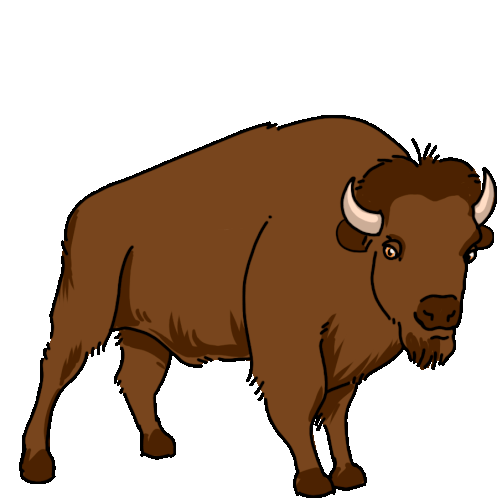 Detail Bison Bilder Nomer 19