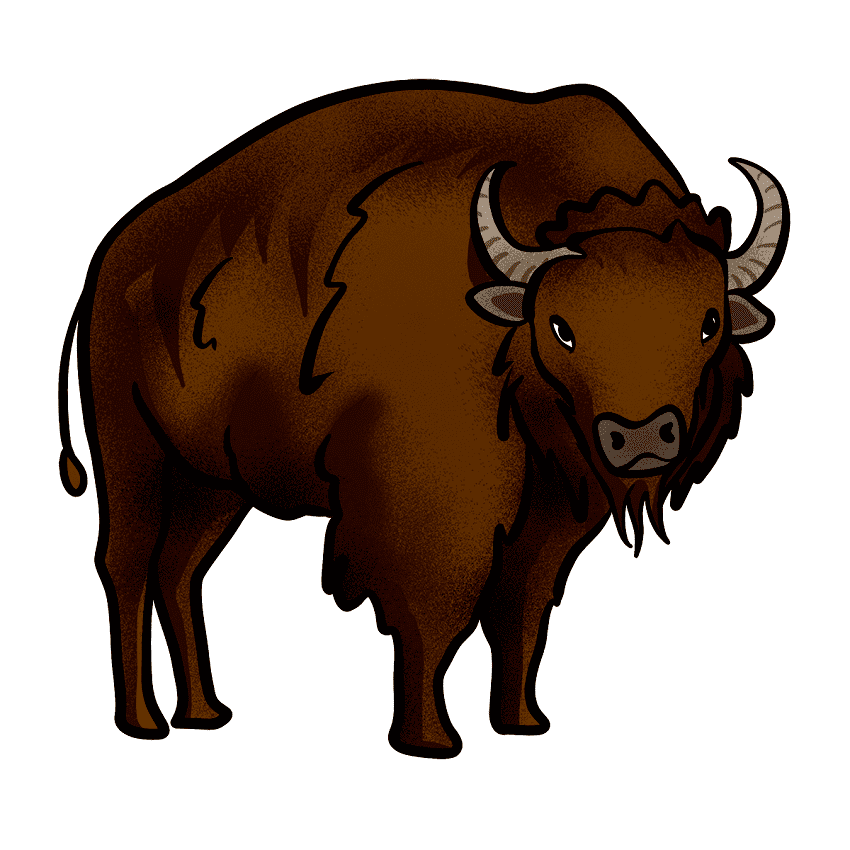 Detail Bison Bilder Nomer 5