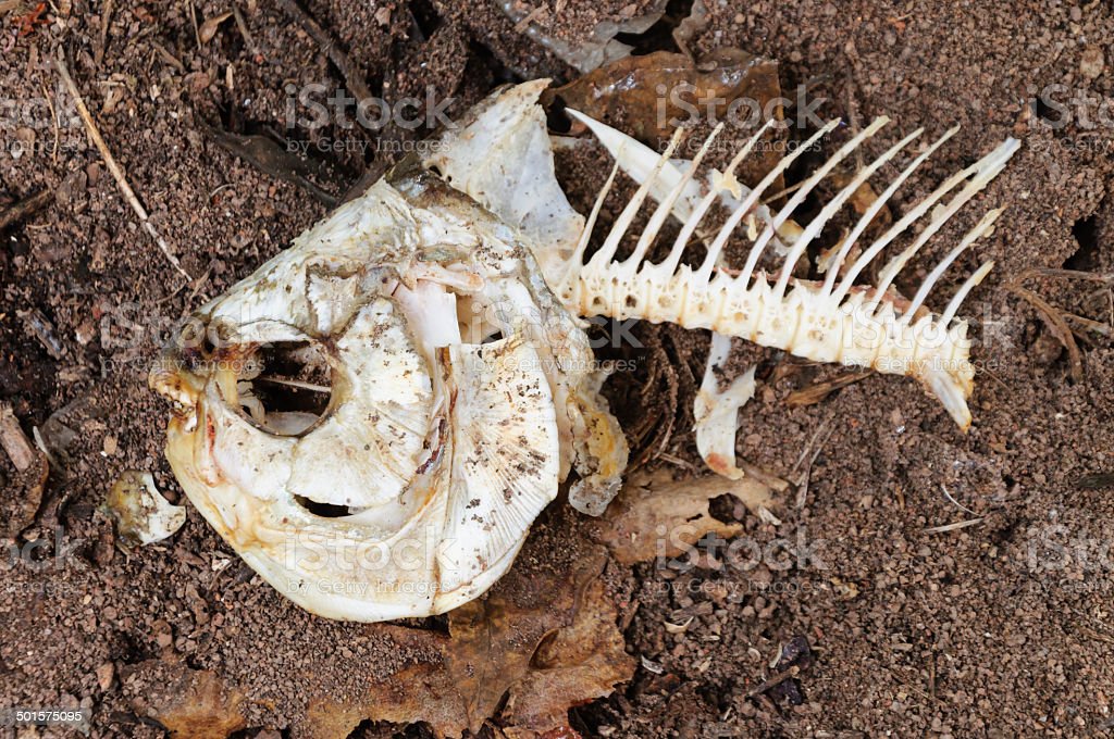 Detail Fosil Tulang Ikan Nomer 36