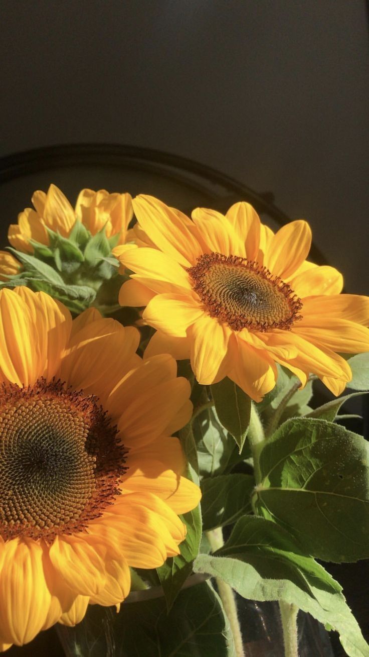 Detail Foto Aesthetic Bunga Matahari Nomer 15