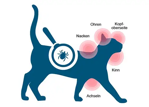 Detail Bilder Von Katzen Nomer 22