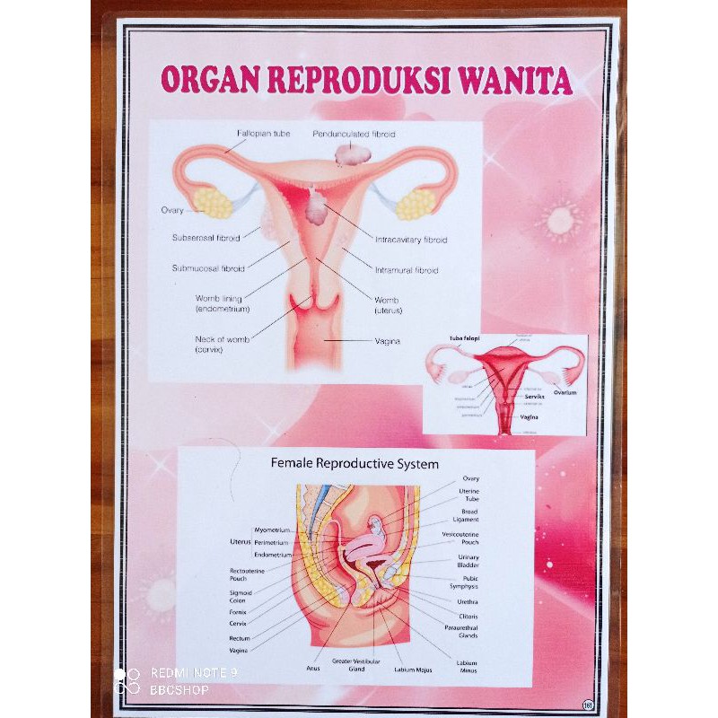 Detail Foto Alat Reproduksi Wanita Nomer 18