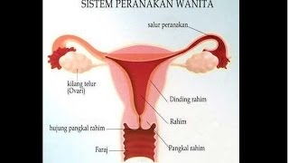 Detail Foto Alat Reproduksi Wanita Nomer 20