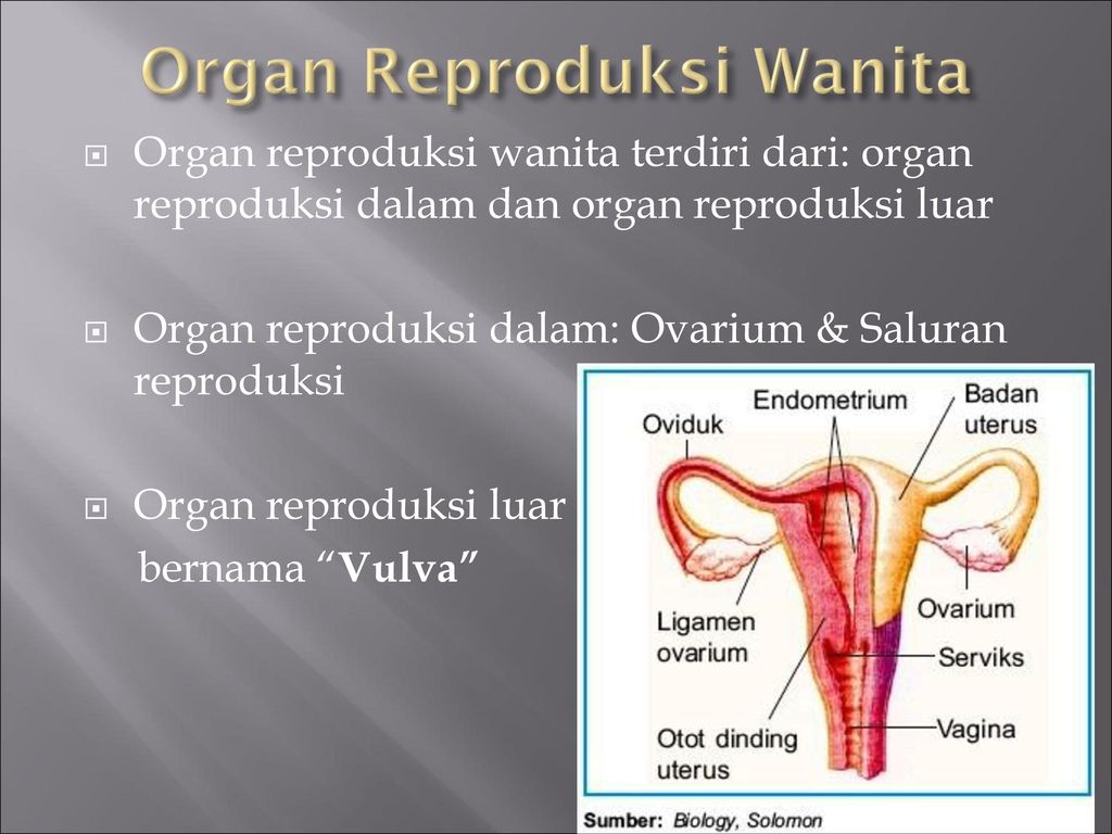 Detail Foto Alat Reproduksi Wanita Nomer 40