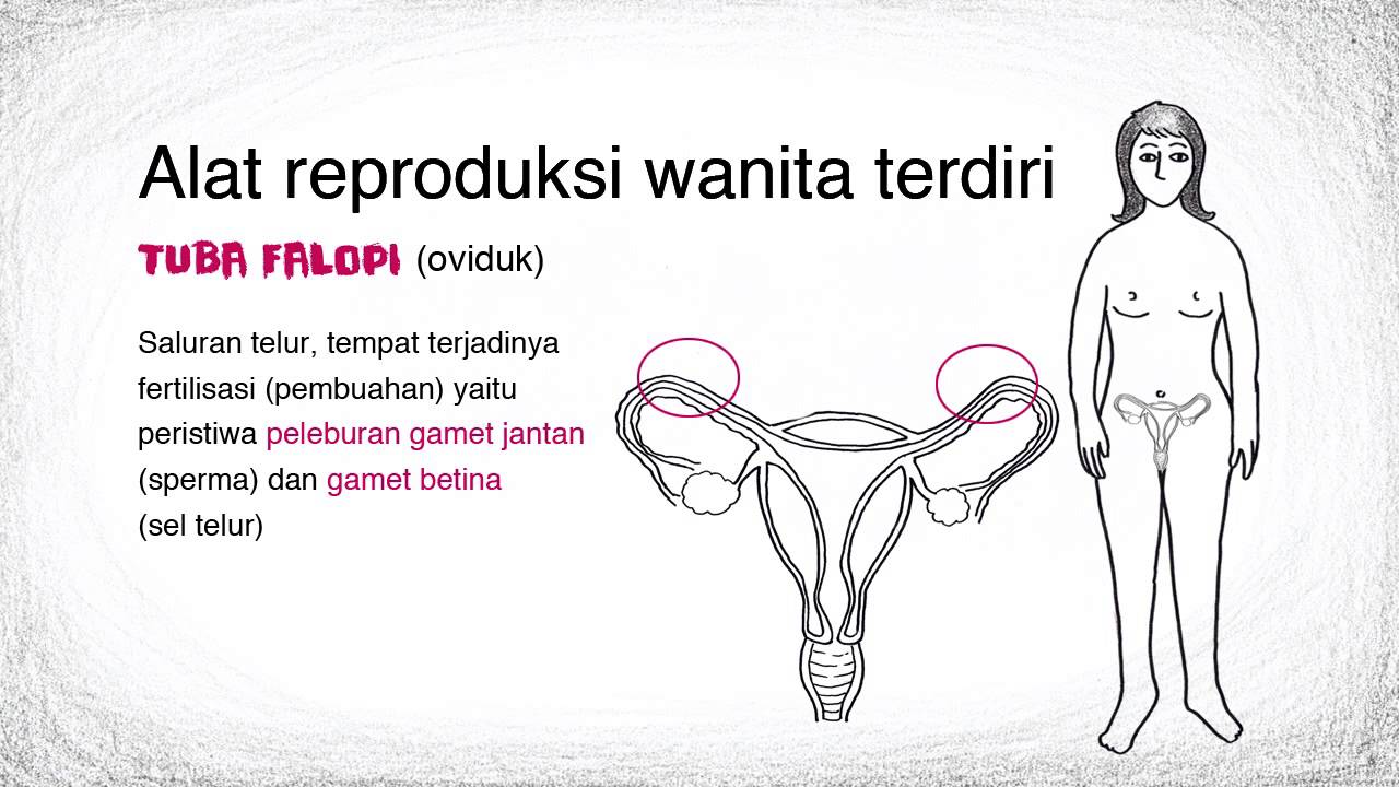 Detail Foto Alat Reproduksi Wanita Nomer 41