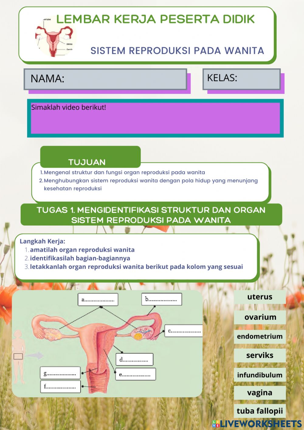 Detail Foto Alat Reproduksi Wanita Nomer 49