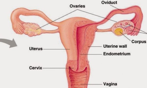 Detail Foto Alat Reproduksi Wanita Nomer 9