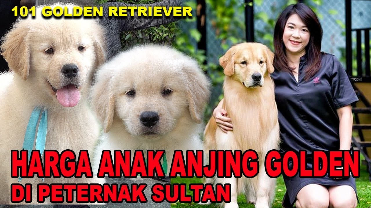 Foto Anak Anjing Golden Retriever - KibrisPDR