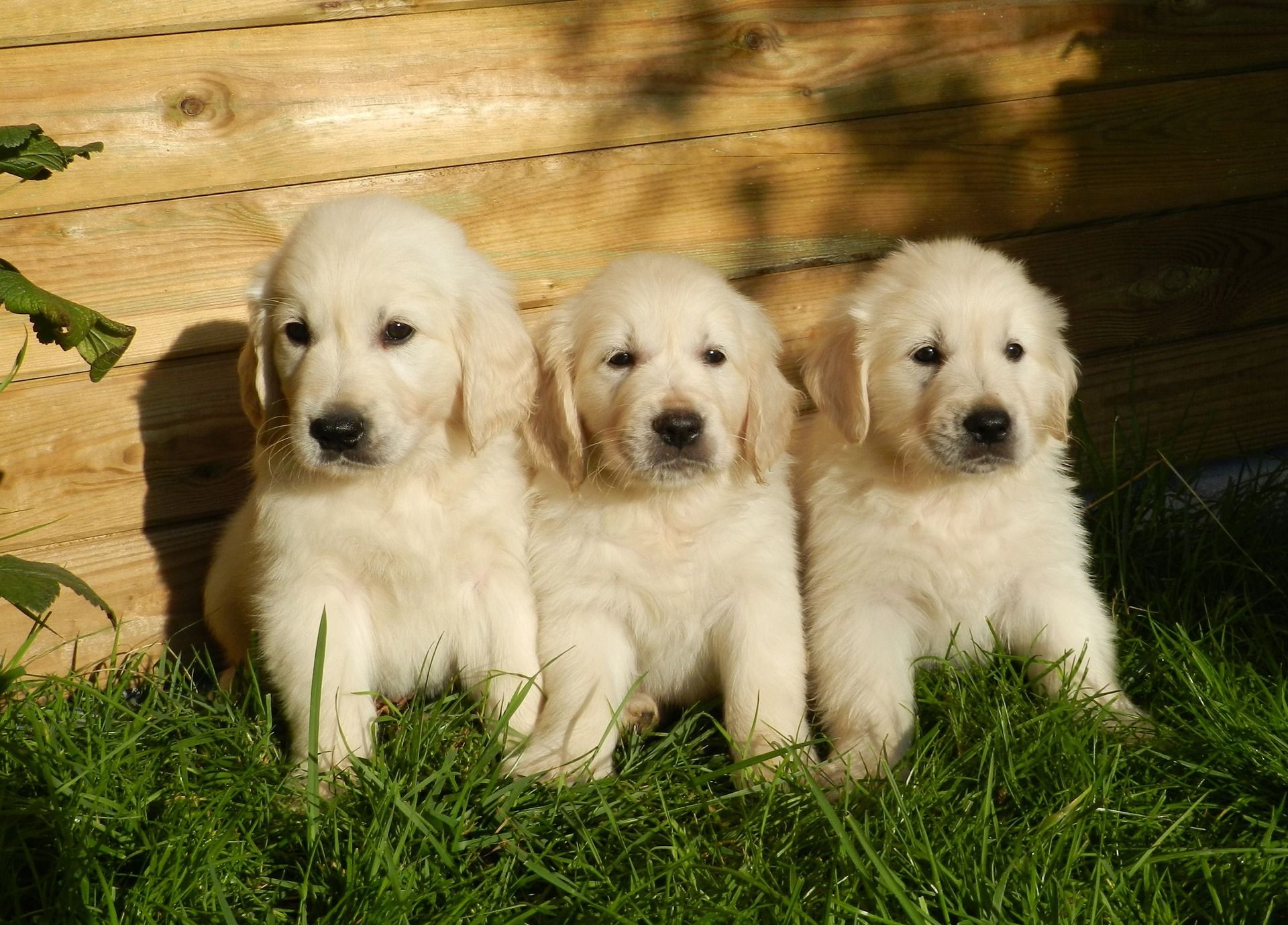 Detail Foto Anak Anjing Golden Retriever Nomer 12