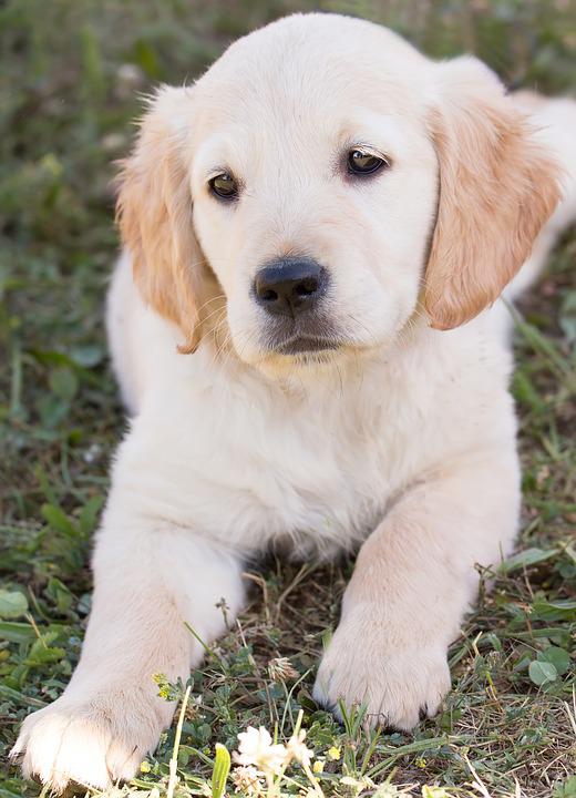 Detail Foto Anak Anjing Golden Retriever Nomer 2