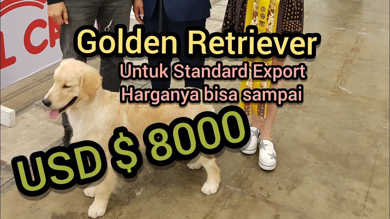 Detail Foto Anak Anjing Golden Retriever Nomer 27