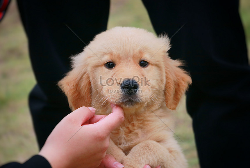 Detail Foto Anak Anjing Golden Retriever Nomer 37