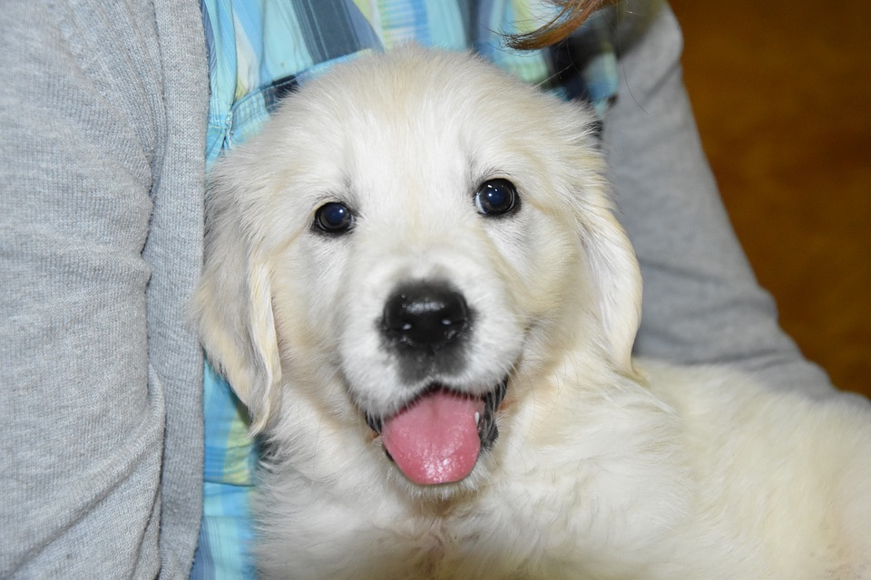 Detail Foto Anak Anjing Golden Retriever Nomer 40