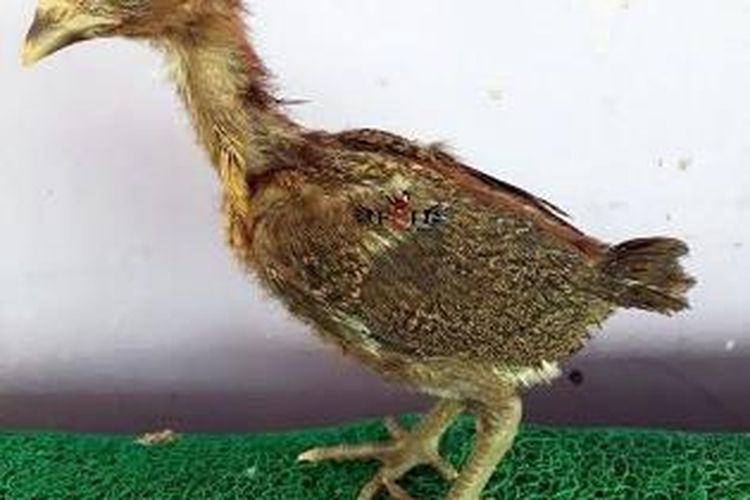 Detail Foto Anak Ayam Nomer 12