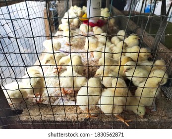 Detail Foto Anak Ayam Nomer 20