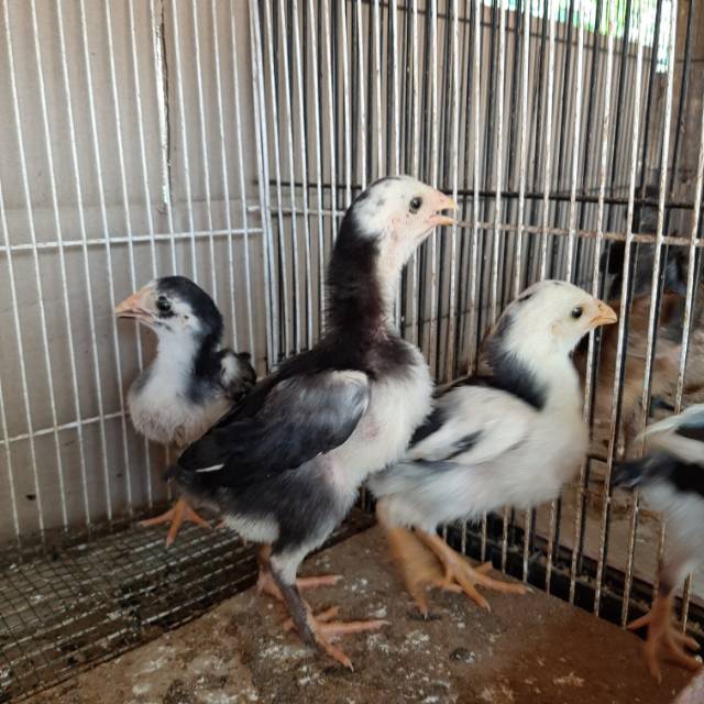 Foto Anak Ayam Bangkok - KibrisPDR