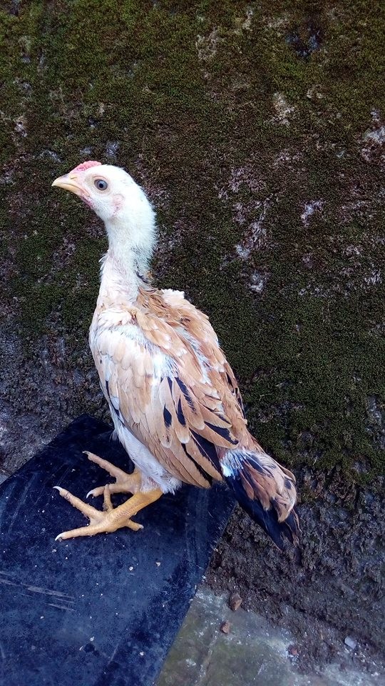 Detail Foto Anak Ayam Bangkok Nomer 17