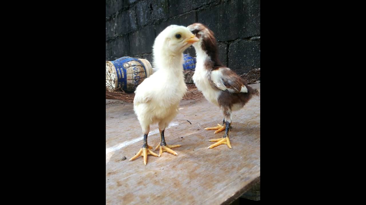 Detail Foto Anak Ayam Bangkok Nomer 29