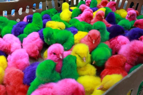 Detail Foto Anak Ayam Warna Warni Nomer 14