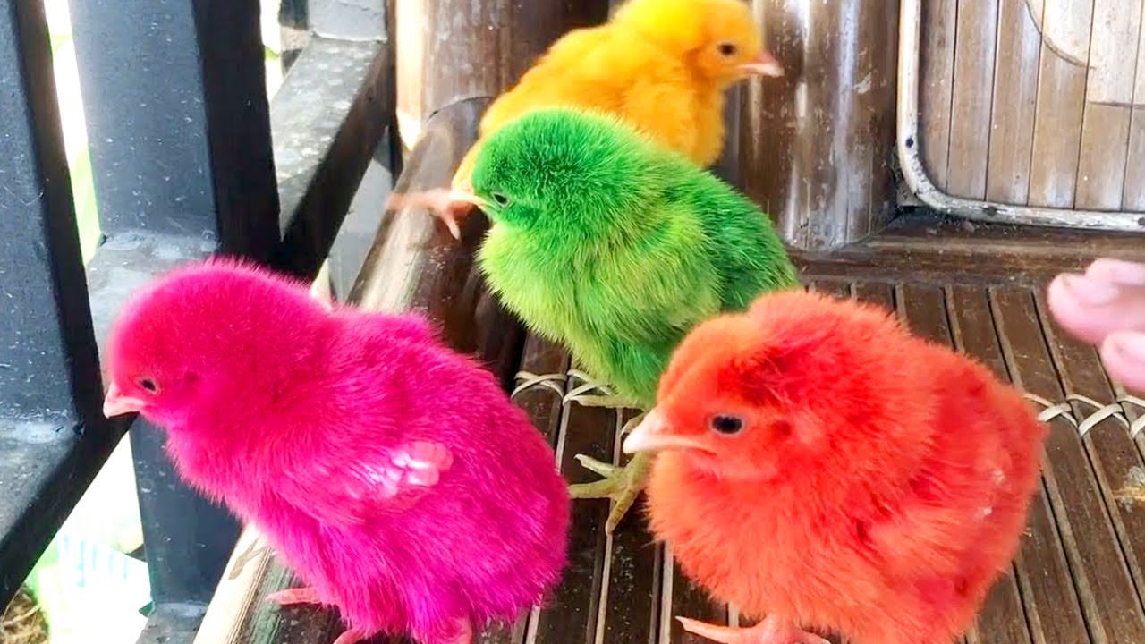 Detail Foto Anak Ayam Warna Warni Nomer 16