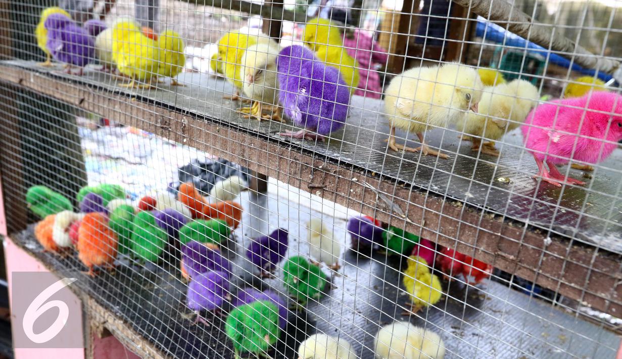 Detail Foto Anak Ayam Warna Warni Nomer 30