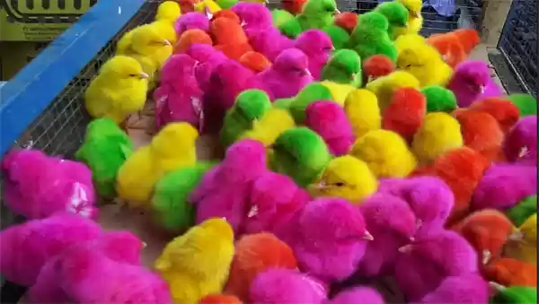 Detail Foto Anak Ayam Warna Warni Nomer 4