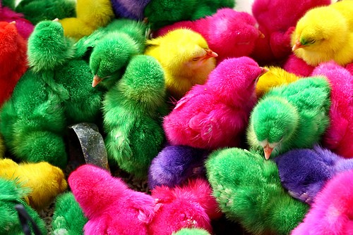 Detail Foto Anak Ayam Warna Warni Nomer 44