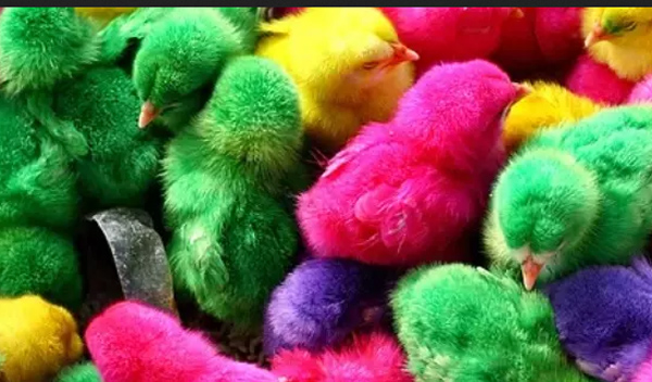 Detail Foto Anak Ayam Warna Warni Nomer 7