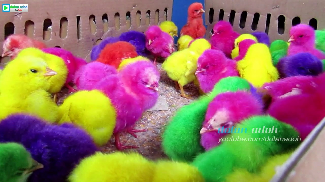 Detail Foto Anak Ayam Warna Warni Nomer 9