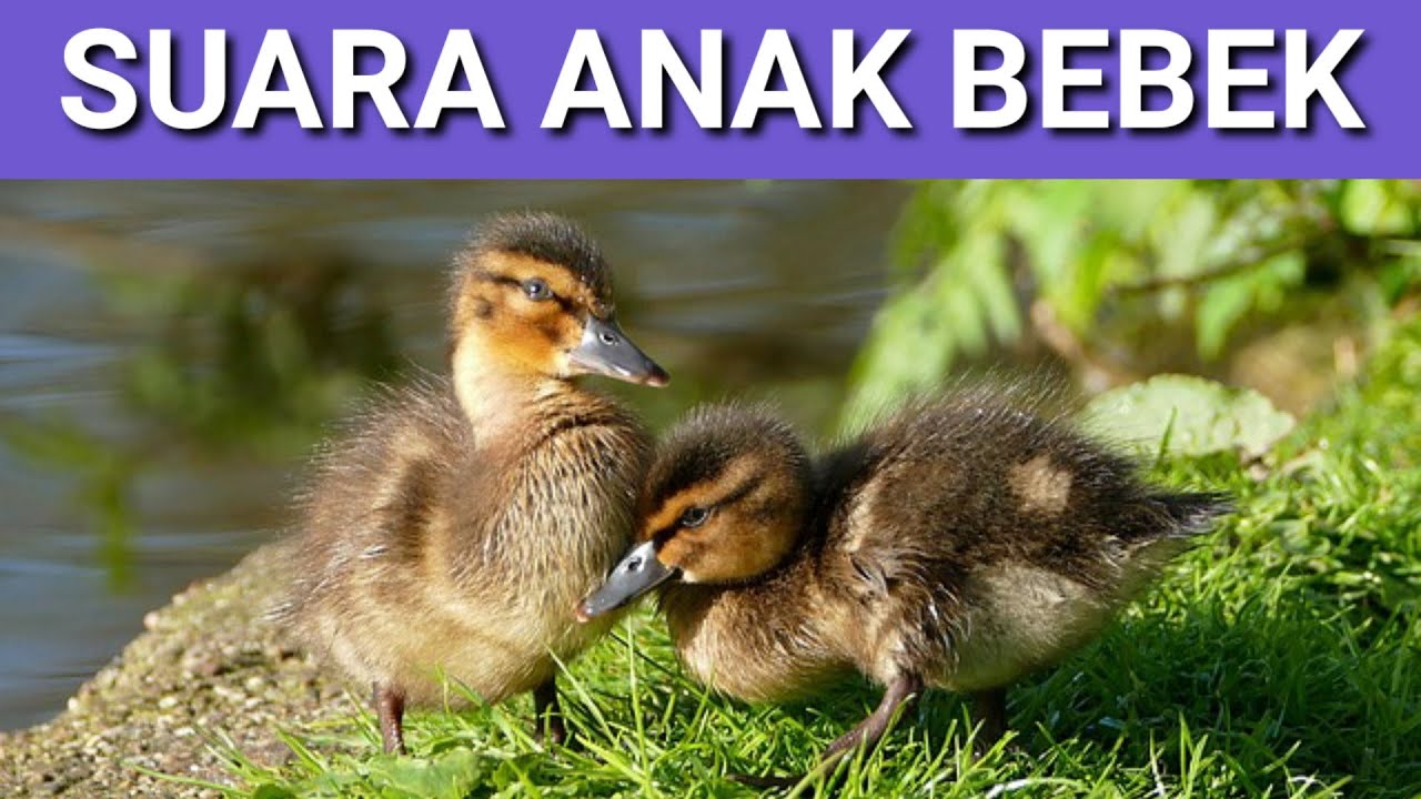 Detail Foto Anak Bebek Nomer 42