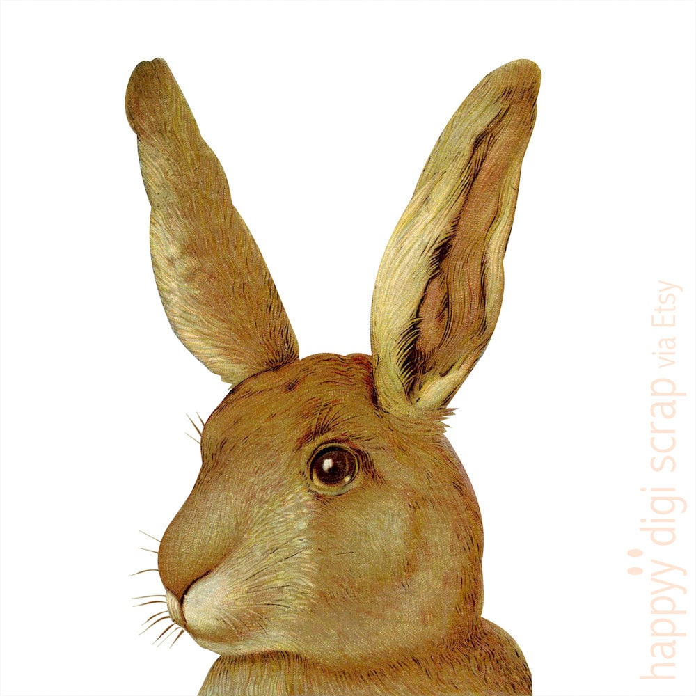 Detail Brauner Hase Nomer 4