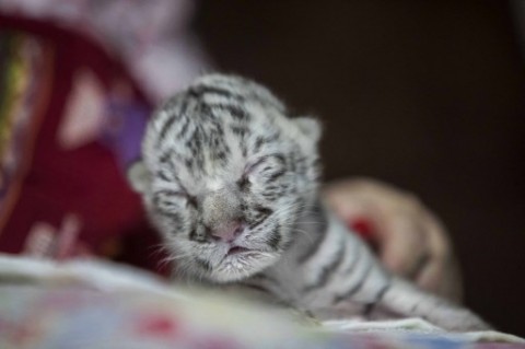 Detail Foto Anak Harimau Nomer 21